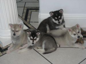 BLUE-EYED B/W FEMALE ALASKAN KLEE KAI PUPPIES AVAILABLE