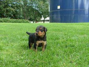  Airedale Terrier puppies