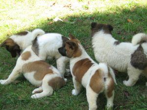 CH BLOODLINE AKITA PUPS