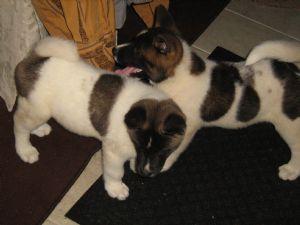 CH BLOODLINE AKITA PUPS