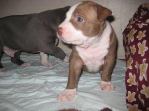  American Staffordshire Terrier Puppies for sale