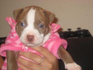  American Staffordshire Terrier Puppies for sale