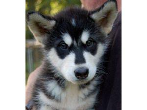 Alaskan Malamute Puppies for sale
