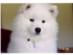 American Eskimo Puppies for sale