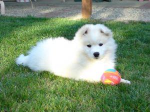American Eskimo Puppies for sale