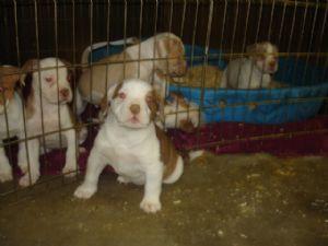  Alapaha Blue Blood Bulldog puppies