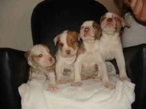  Alapaha Blue Blood Bulldog puppies