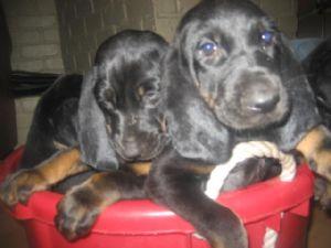 Black and Tan Coonhound Puppies for sale