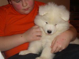Samoyed Puppies for sale 
