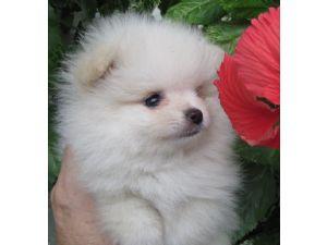  Pomeranian Puppies – Tiny, Top quality, Health guarantees, Exotic colors 