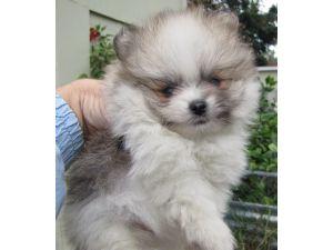  Pomeranian Puppies – Tiny, Top quality, Health guarantees, Exotic colors 
