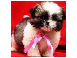 Shih Tzu Pups