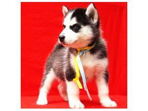 gorgeous SIBERIAN HUSKY pups available