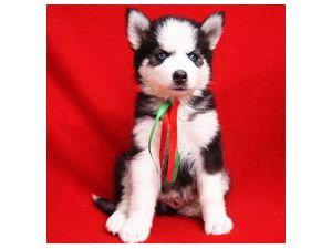 gorgeous SIBERIAN HUSKY pups available