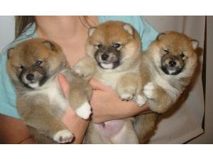  A.K.C Reg. Shiba Inu puppies