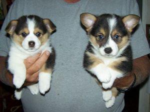 Pembroke Welsh Corgi Puppies for sale