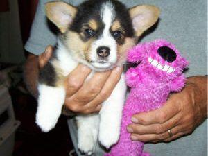 Pembroke Welsh Corgi Puppies for sale