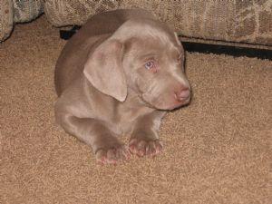  AKC REGISTERED WEIMARANER PUPPIES