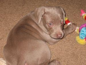  AKC REGISTERED WEIMARANER PUPPIES