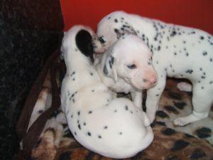 Dalmation Puppies for Sale 