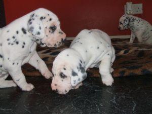 Dalmation Puppies for Sale 