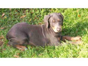 Doberman Pinscher Puppies for sale