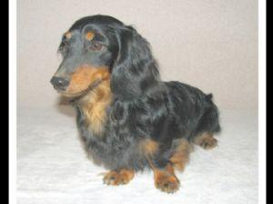 Dachshund Puppies for sale 