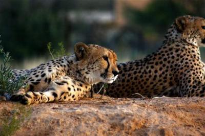 Cape Town Safaris and tours