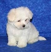 MALTESE PUPPUES FOR SALE