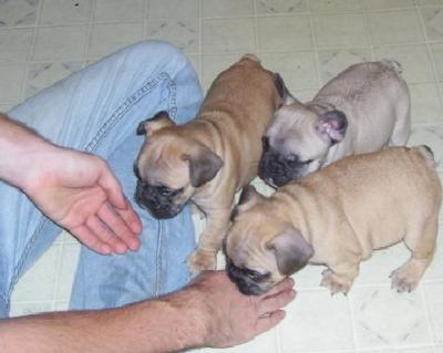 three loving french bull dog puppies for adoption