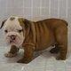 cute english bulldog puppies