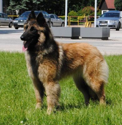 Belgian Shepherd Dog (Tervuren) Puppies, DE PALIARO