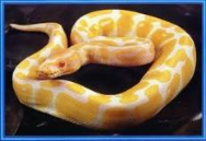 albino and piedbald pythons or sale