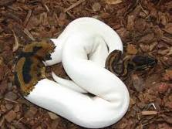 albino and piedbald pythons or sale