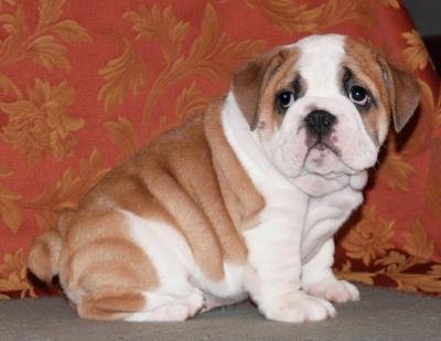 Home Raised English Bulldog Puppies For Free Adoption
