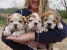 Cute and Adorable English Bulldog Puppies For Adoption.