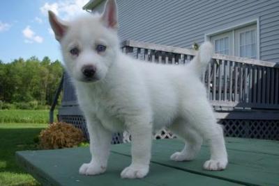 Adorable Siberian husky female puppy looking for a home 