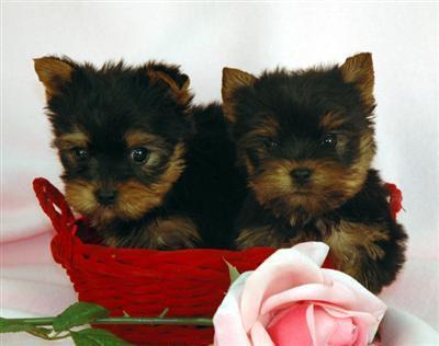 Teacup Yorkies Puppies 