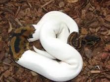  Piebald Ball Python For Adoption 