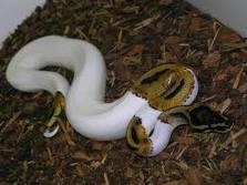 Piebald Ball Python For Adoption 