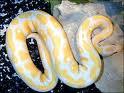 Albino and piebald pythons for adoption