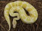 Albino And Piebald ball pythons for adoption