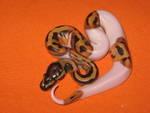 Aibino and piebald ball pythons for free adoption