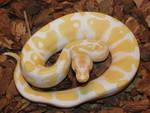 Aibino and piebald ball pythons for free adoption