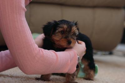YORKIE PUPPIES FOR ADOPTION(powell_nickson30@yahoo.com