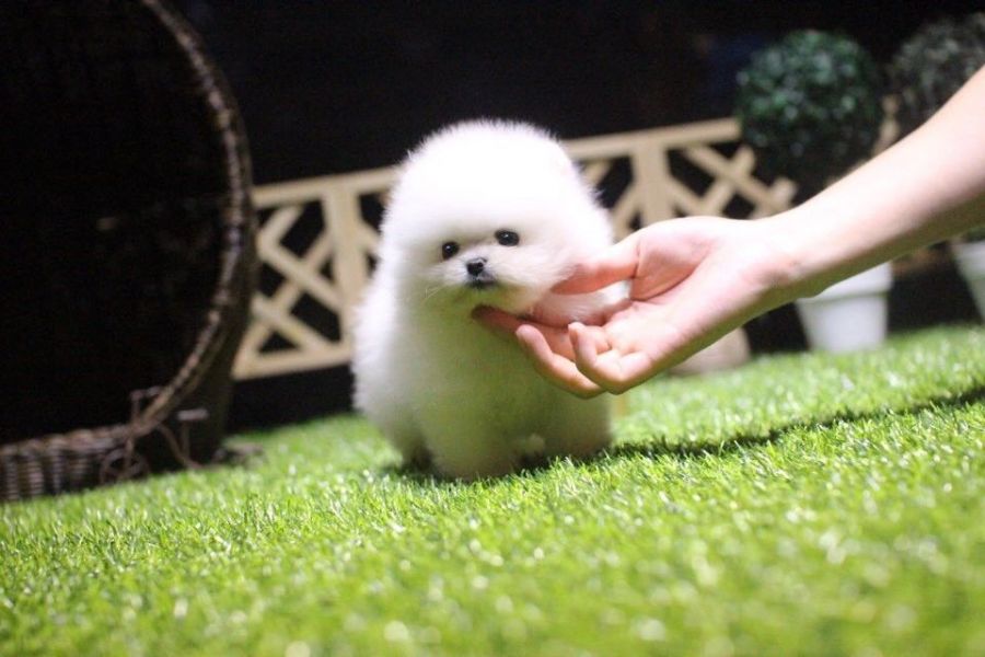 Adorable Teacup Pomeranian Puppies ready