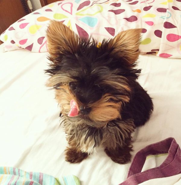 Yorkie poppies available male and female