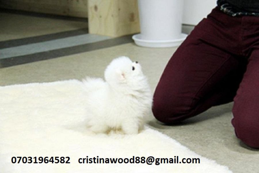 Tiny small genuine teacup Pomeranian In lovely