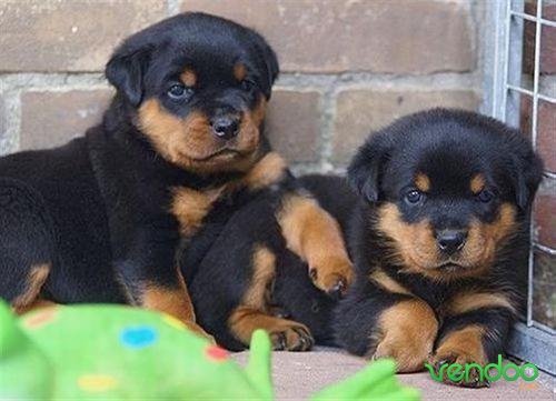 Top Quality Rottweiler Puppies