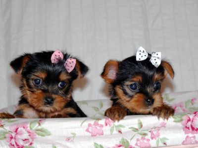 Free Tea Cup Yorkie Puppies For Adoption*